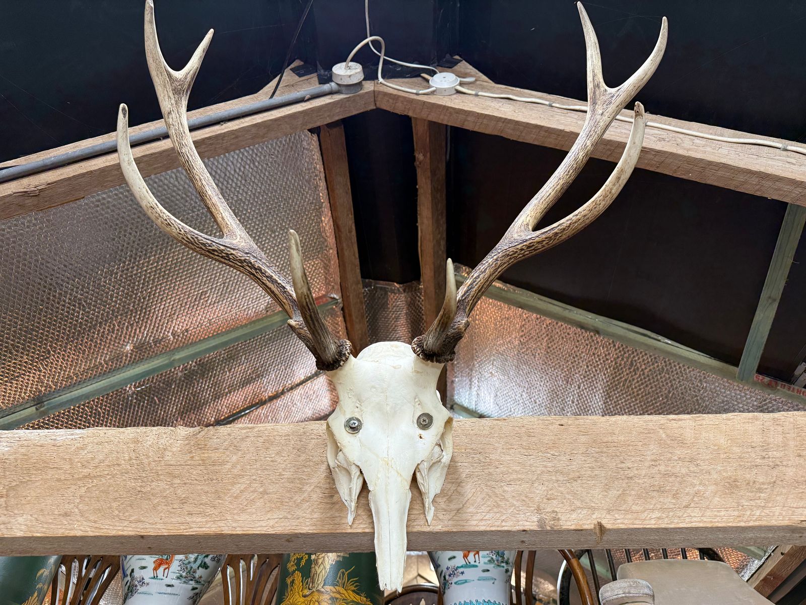 European Mount Deer Skull With Antlers Taxidermy Wall Feature photo buy