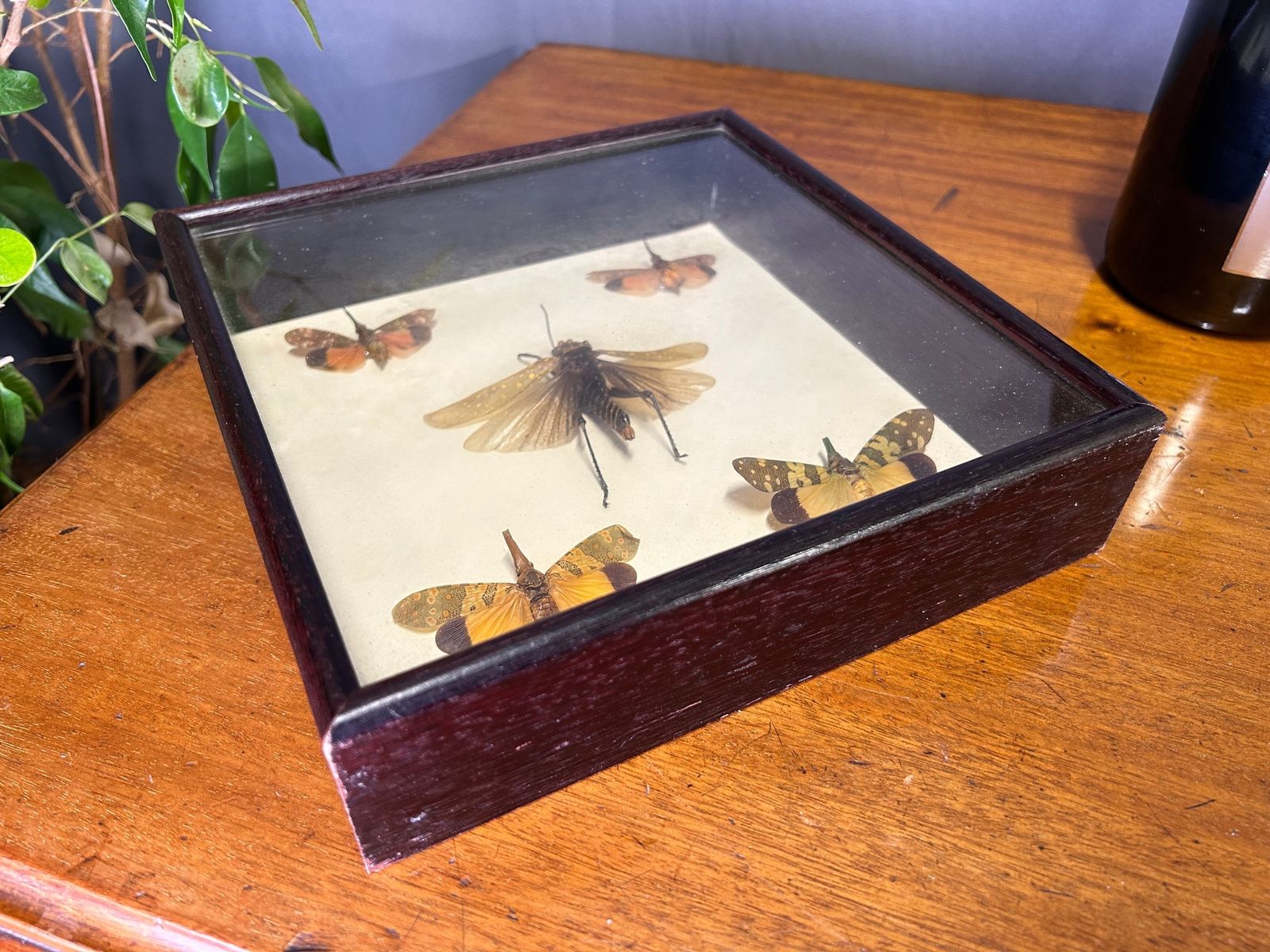 photo for sale Aularches Grasshopper Fulgora Planthopper Exotic Insect Taxidermy In Case