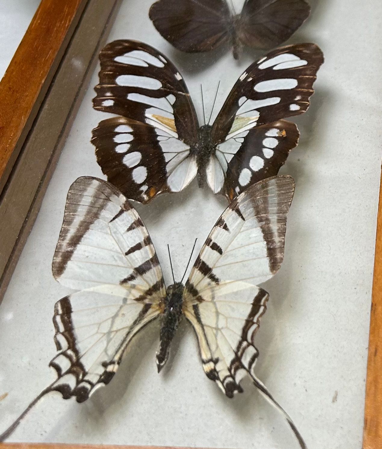 Vintage Taxidermy Butterflies In Pair Of Cased photo vinterior