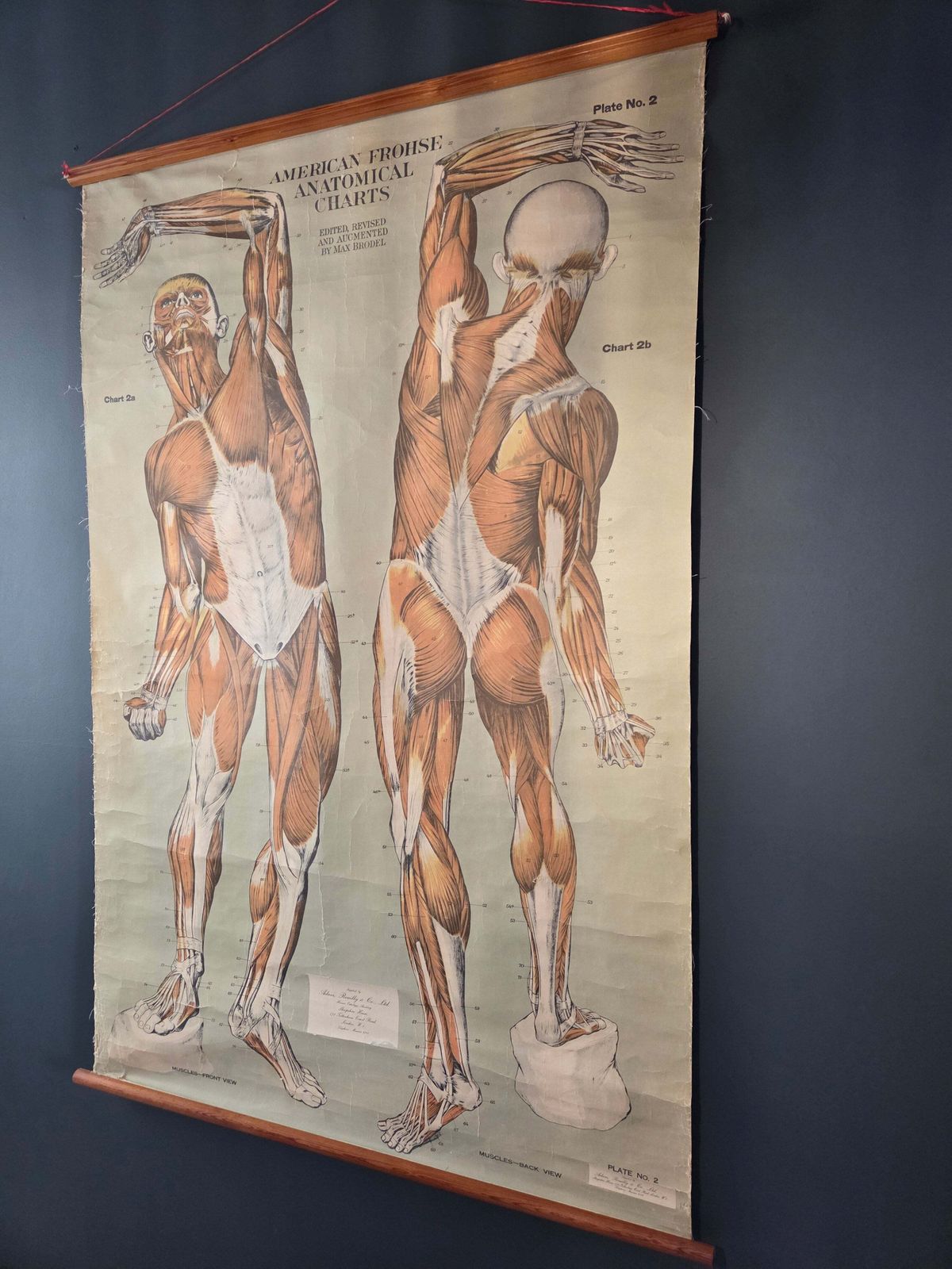 American Frohse Anatomical Chart Max Brodel Wall Hanging Poster By Adam, Rouilly & Co Medical photo 595.0