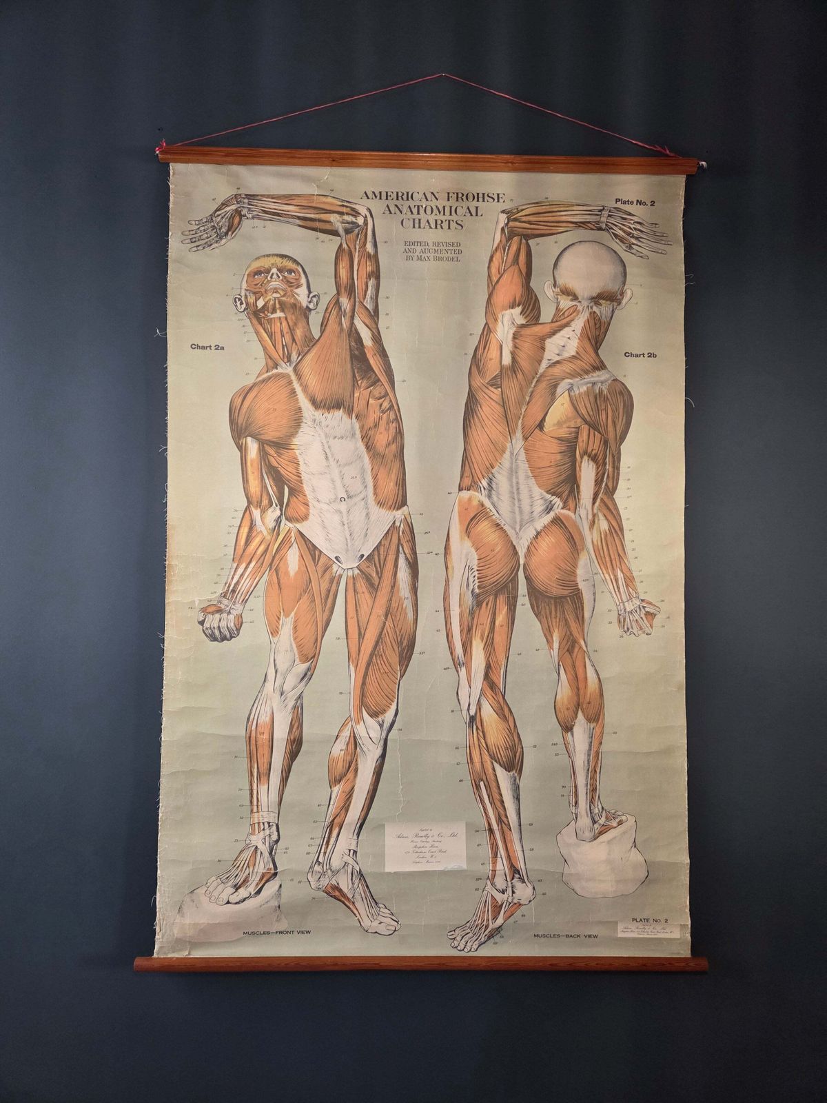 American Frohse Anatomical Chart Max Brodel Wall Hanging Poster By Adam, Rouilly & Co Medical photo vinterior
