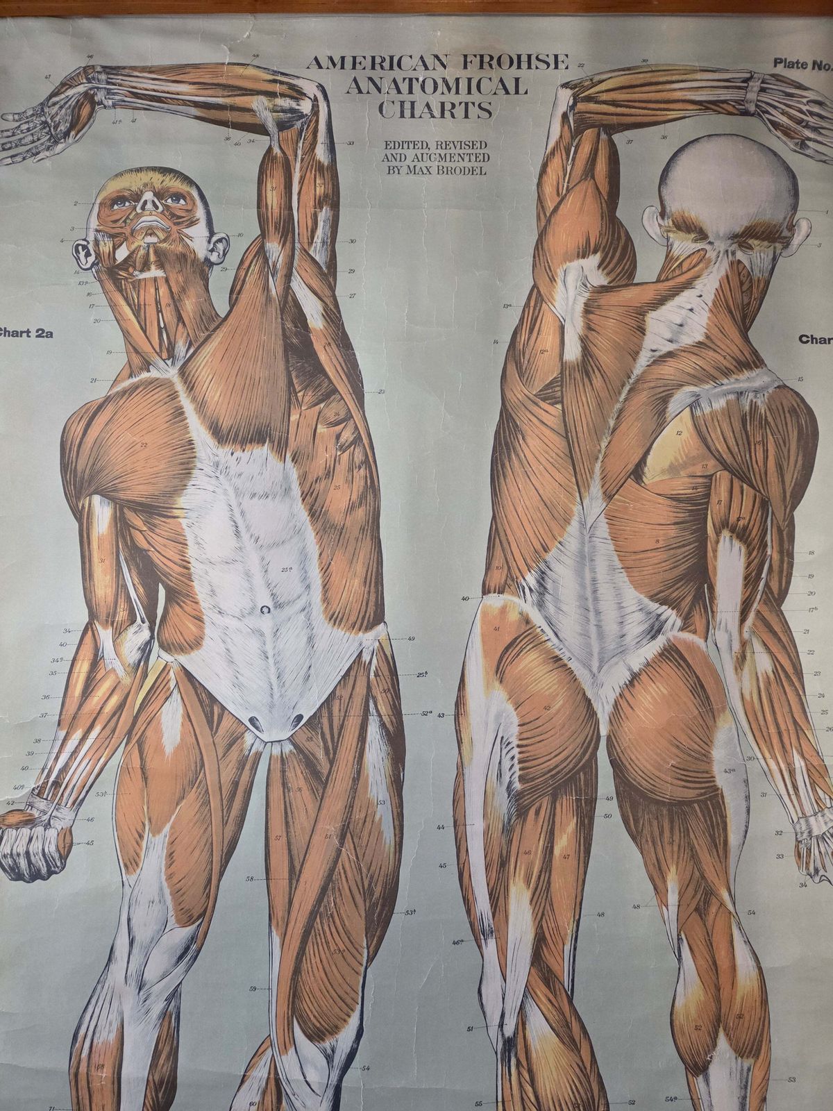 American Frohse Anatomical Chart Max Brodel Wall Hanging Poster By Adam, Rouilly & Co Medical photo vintage