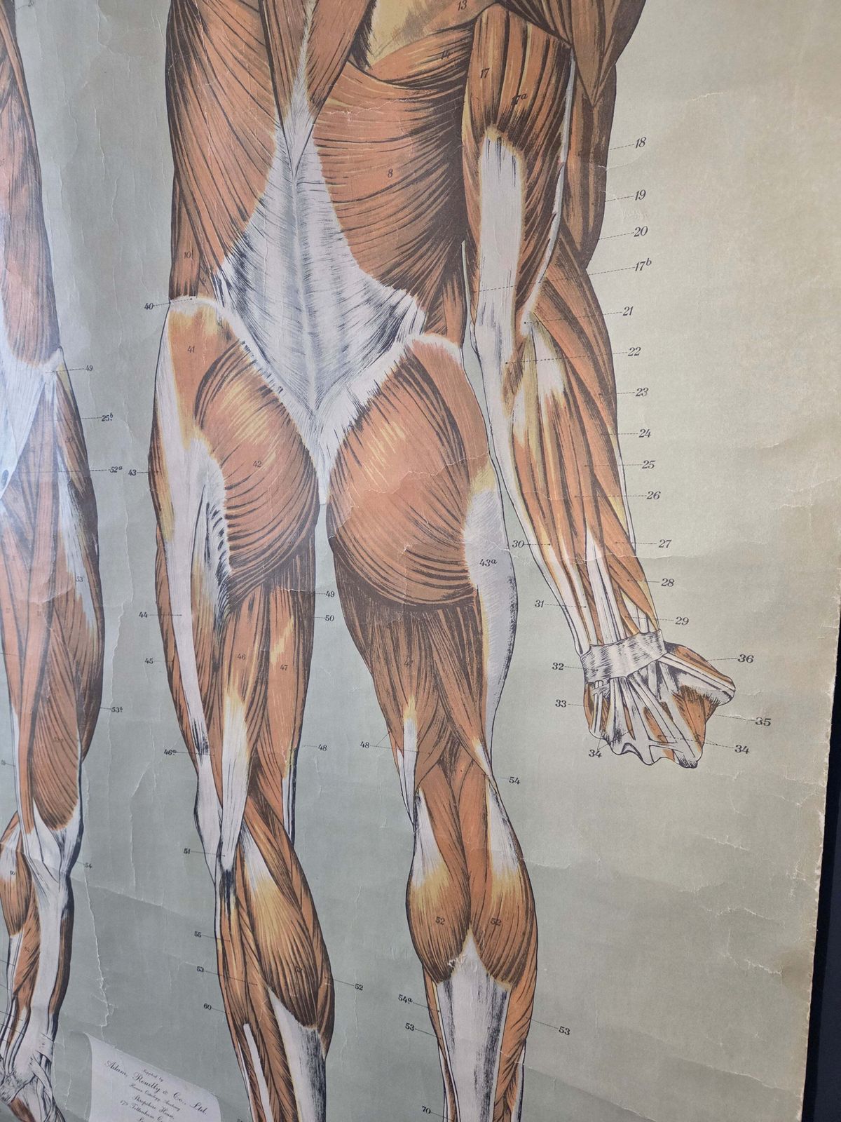 photo for sale American Frohse Anatomical Chart Max Brodel Wall Hanging Poster By Adam, Rouilly & Co Medical