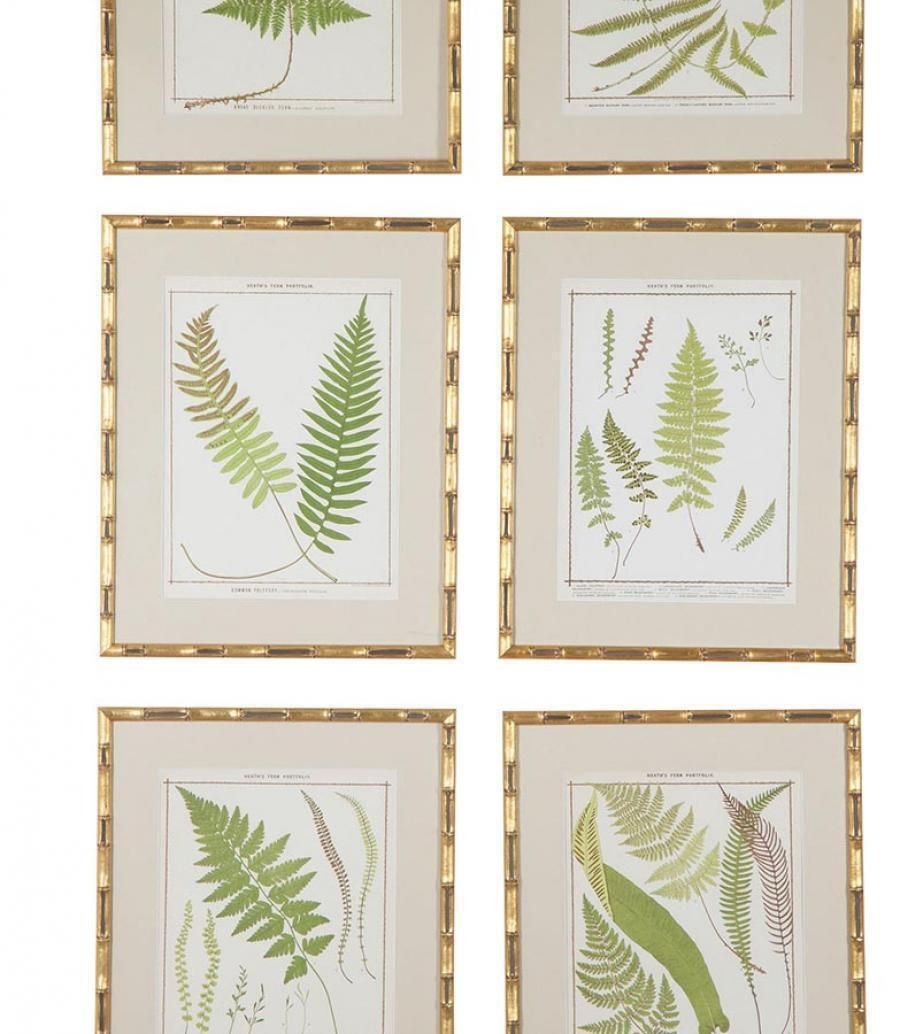 Collection Of Nine Late 19th Century Chromolithographs Of British Ferns photo furniture