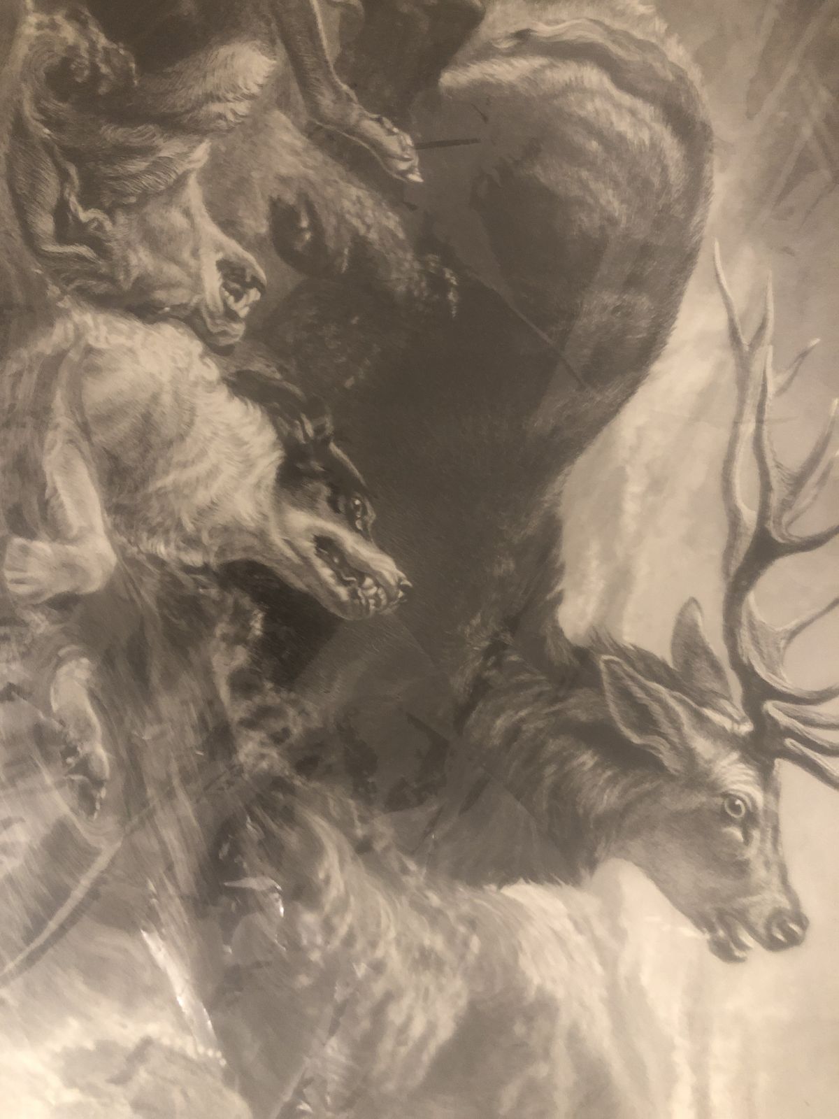 Antique Engraving – The Stag At Bay – Sir Edwin Landseer – 1870–1900 – Original Paris Label – Newly Framed photo Art