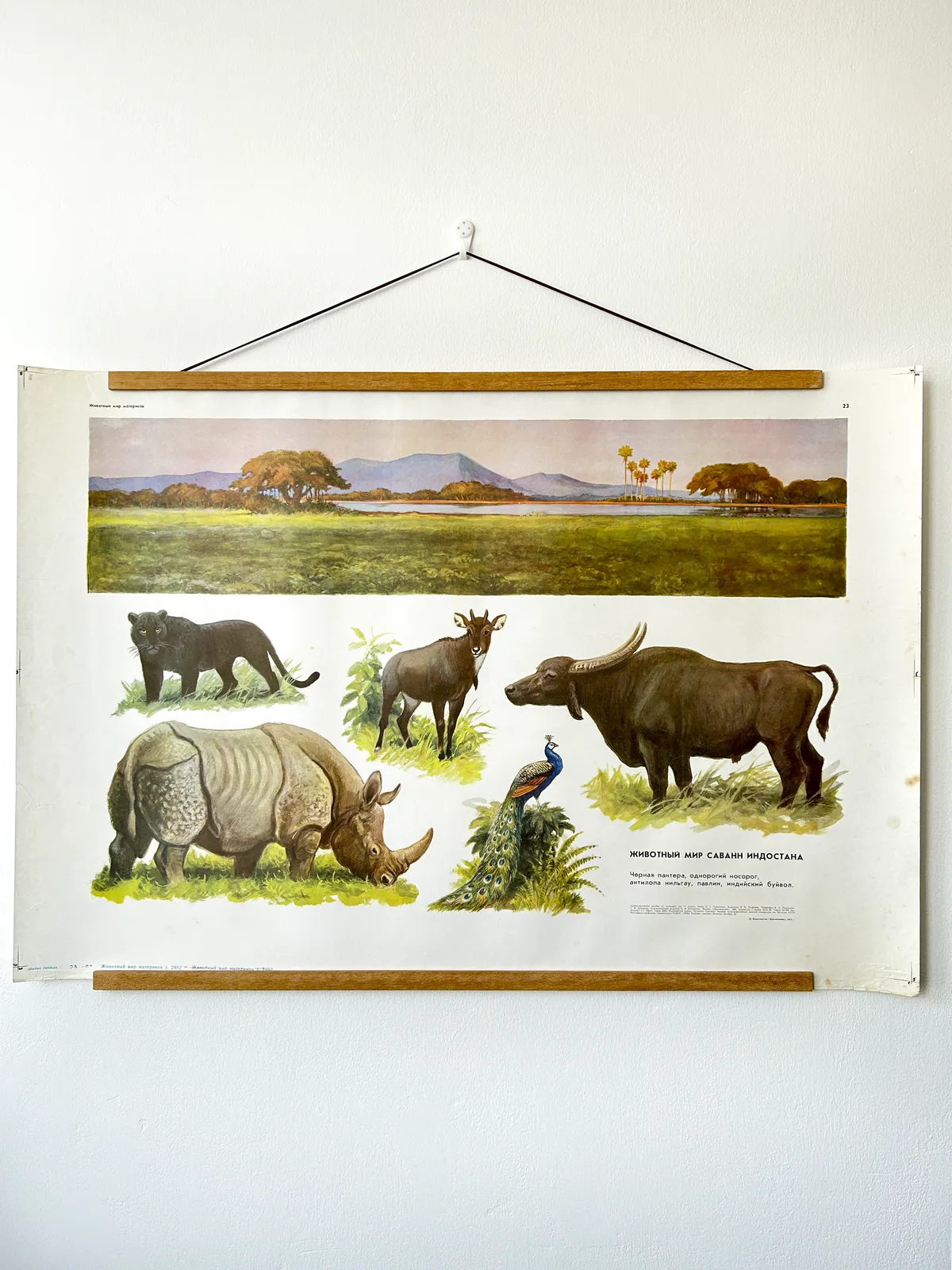 Original Soviet Vintage Educational Wildlife Poster – Animal World Of The Savannas Of Hindustan: Black Panther, Rhinoceros, Indian Buffalo, Peacock, Nilgai | Ussr School Chart photo vinterior
