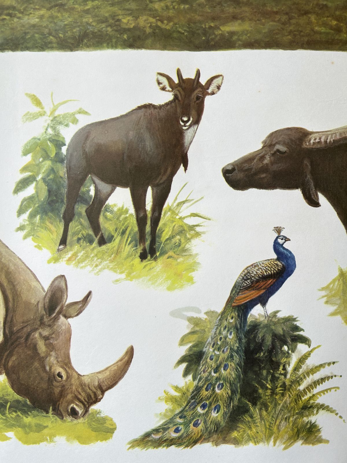 Original Soviet Vintage Educational Wildlife Poster – Animal World Of The Savannas Of Hindustan: Black Panther, Rhinoceros, Indian Buffalo, Peacock, Nilgai | Ussr School Chart photo for sale