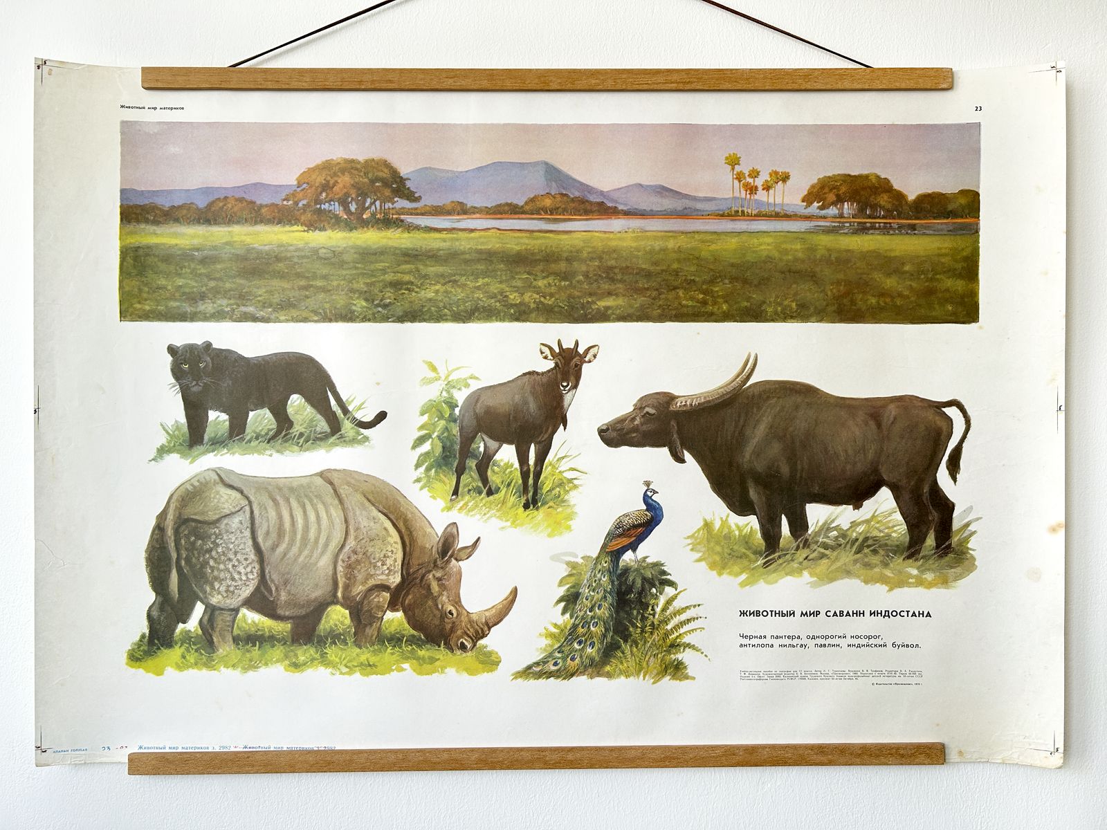Original Soviet Vintage Educational Wildlife Poster – Animal World Of The Savannas Of Hindustan: Black Panther, Rhinoceros, Indian Buffalo, Peacock, Nilgai | Ussr School Chart