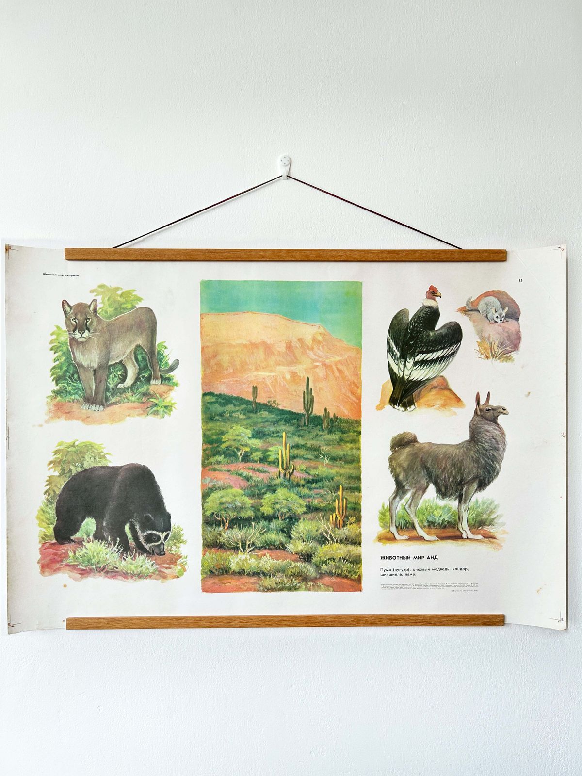 Original Soviet Vintage Educational Wildlife Poster – Animal World Of The Andes: Puma (Cougar), Bear, Condor, Chinchilla, Llama | Ussr School Chart photo vinterior