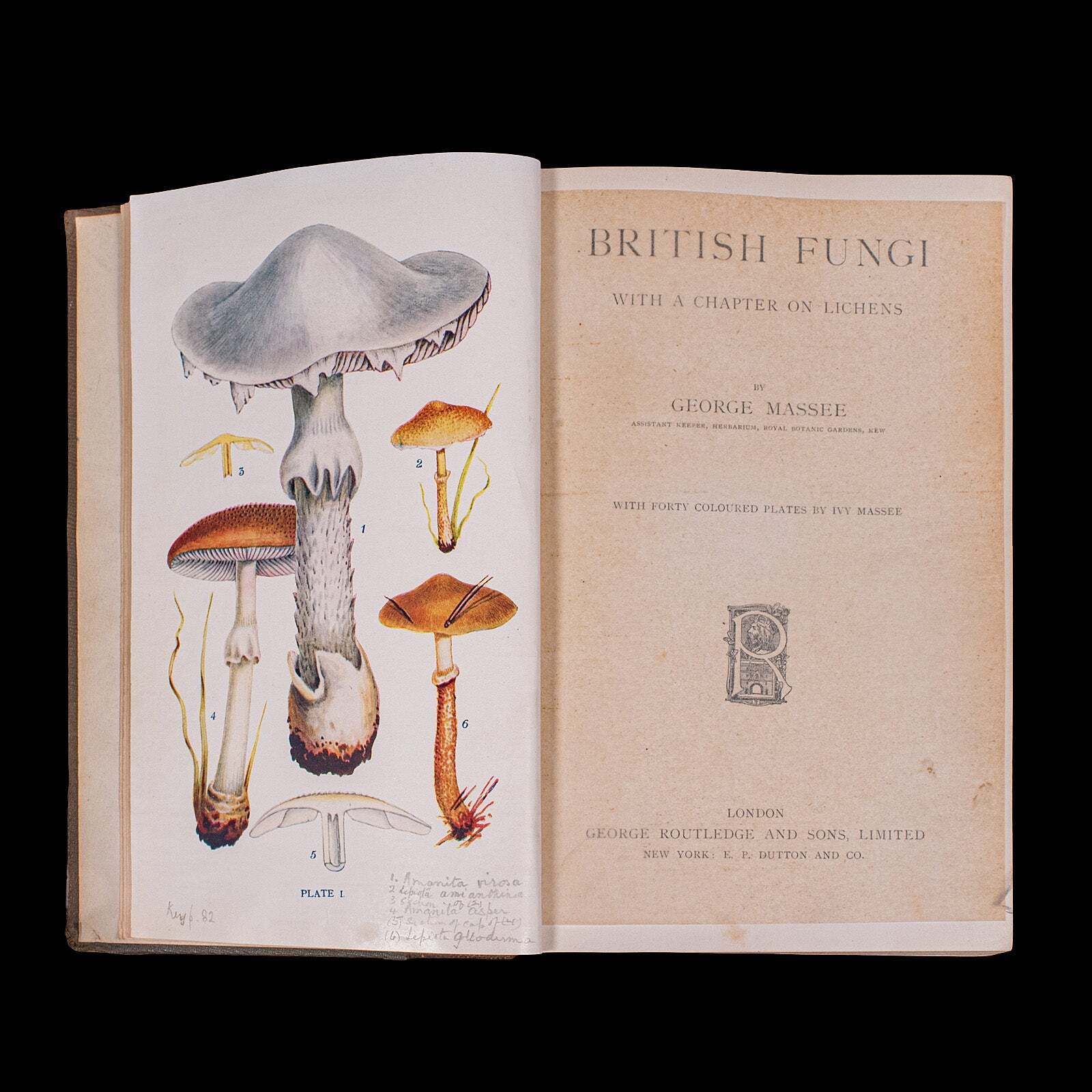 Antique Reference Book, British Fungi, George Massee, English, Natural, Science photo for sale