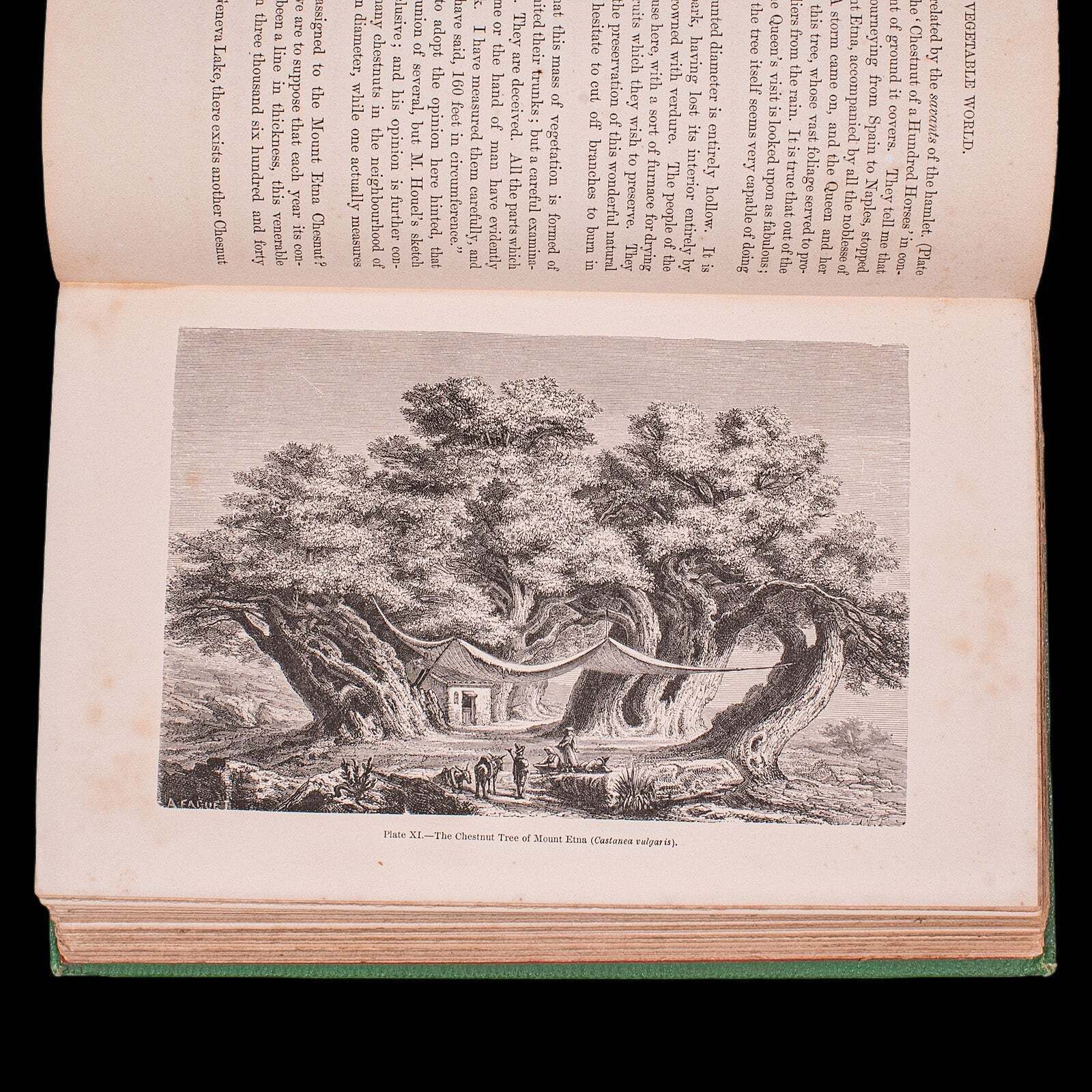 Home Decor Antique Reference Book, The Vegetable World, English, Louis Figuier, Victorian photo