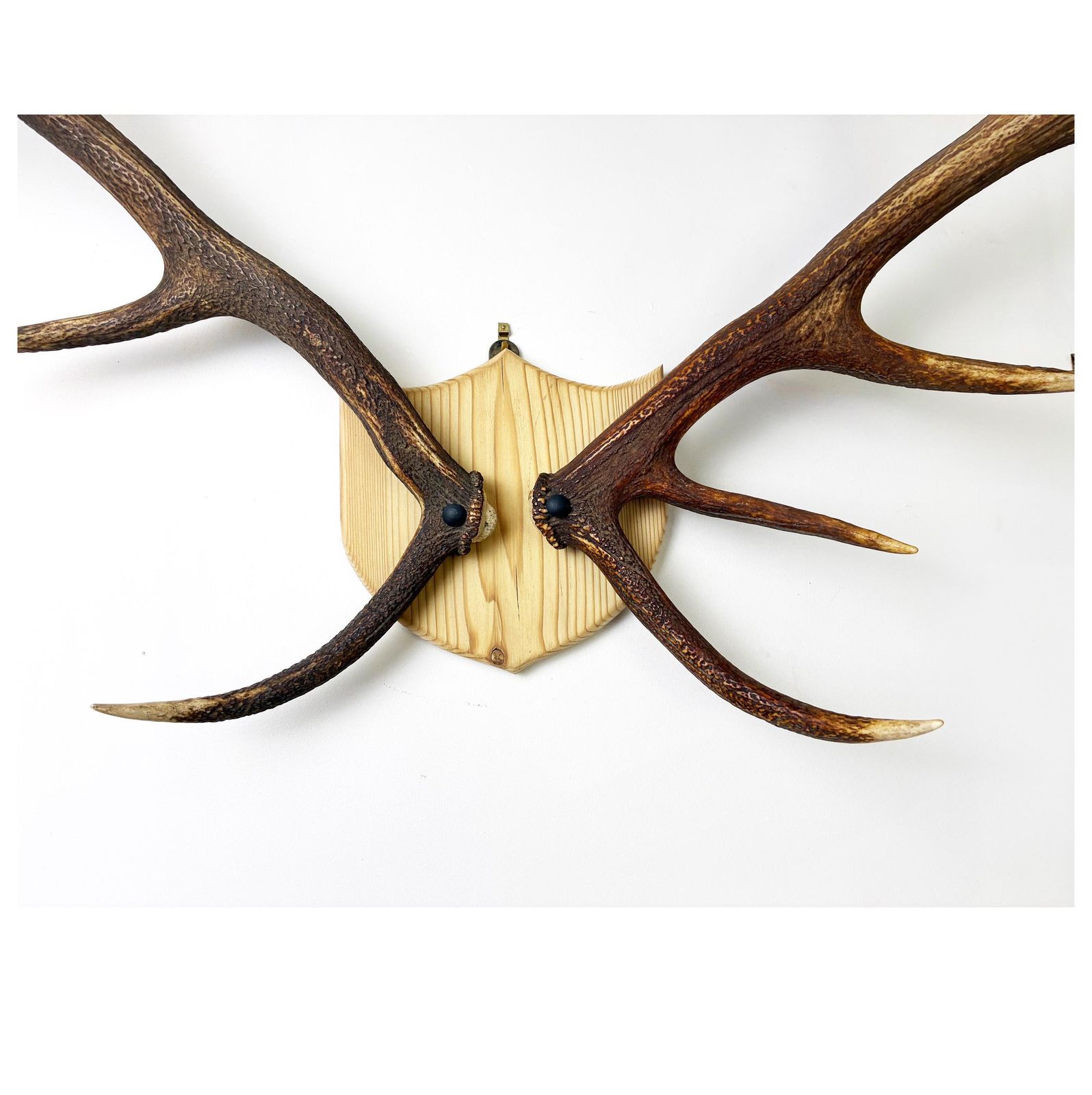 Vintage Red Deer Stag Antlers, Large 11 Point, Naturally Shed, Mounted On Pine Shield photo 250.0