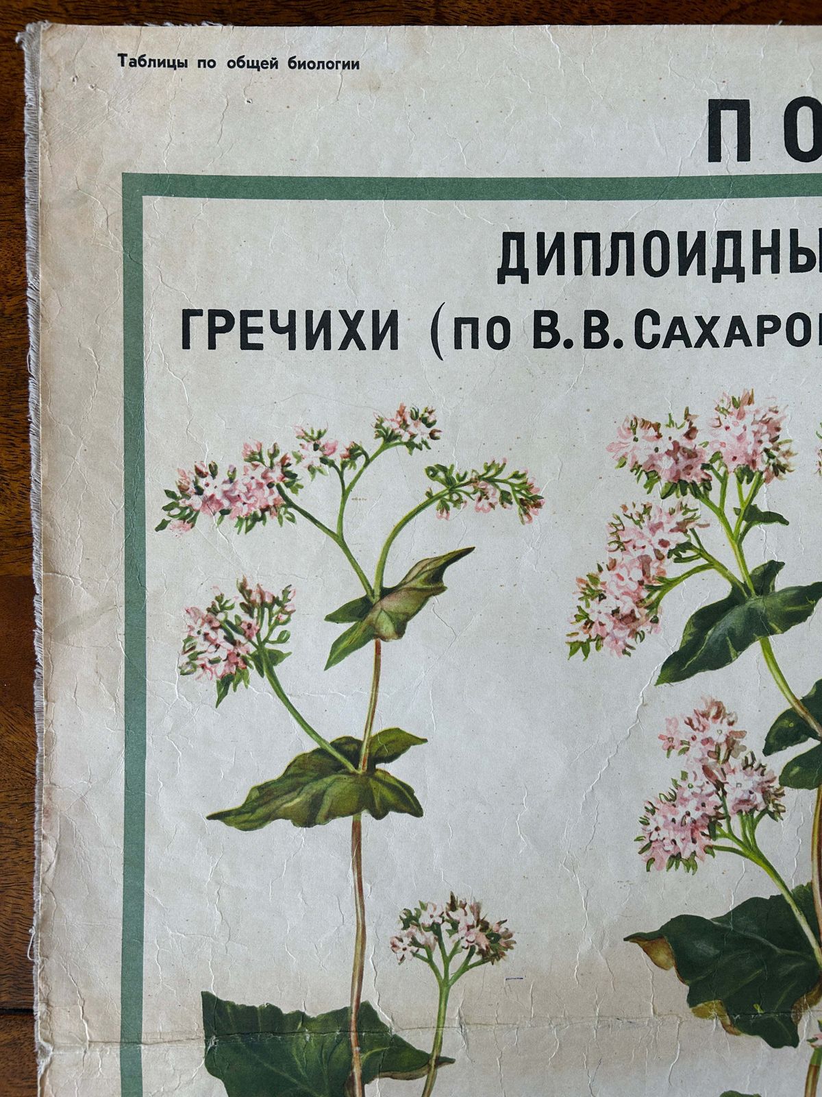 1968 Original Soviet Vintage Biology School Chart "Polyploidy In Plants" Large Ussr Educational Botanical Poster, Paper On Linen photo vintage