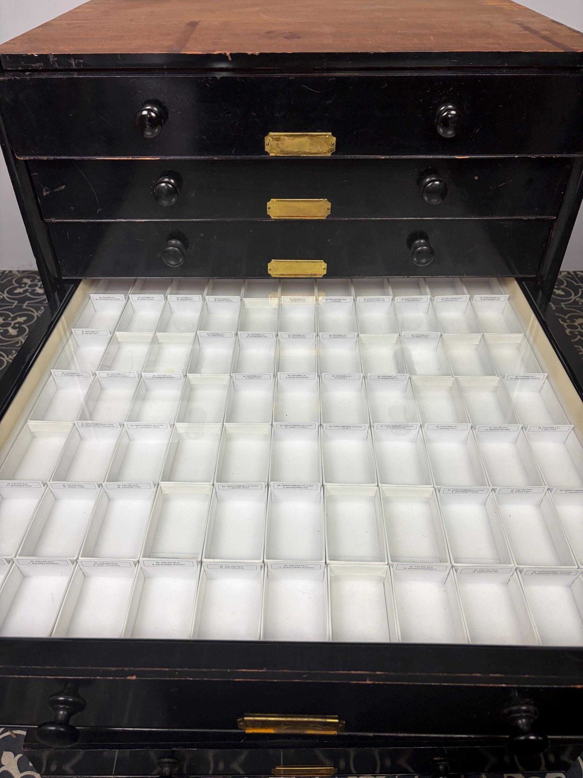 photo vinterior Antique Victorian Museum Specimen Collector Cabinet