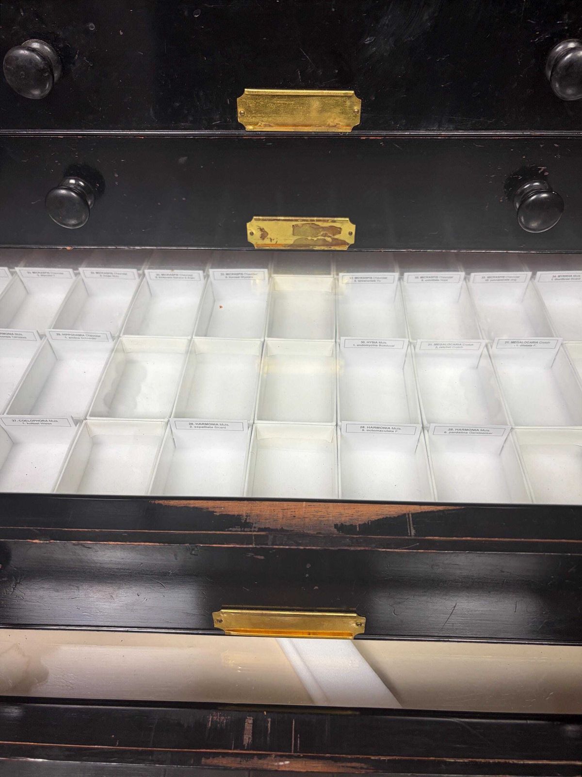 photo vintage Antique Victorian Museum Specimen Collector Cabinet