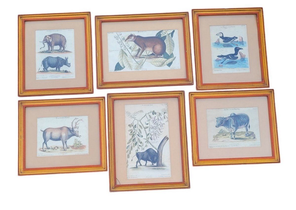 Suite Of 6 Framed Animal Engravings, 19th Century