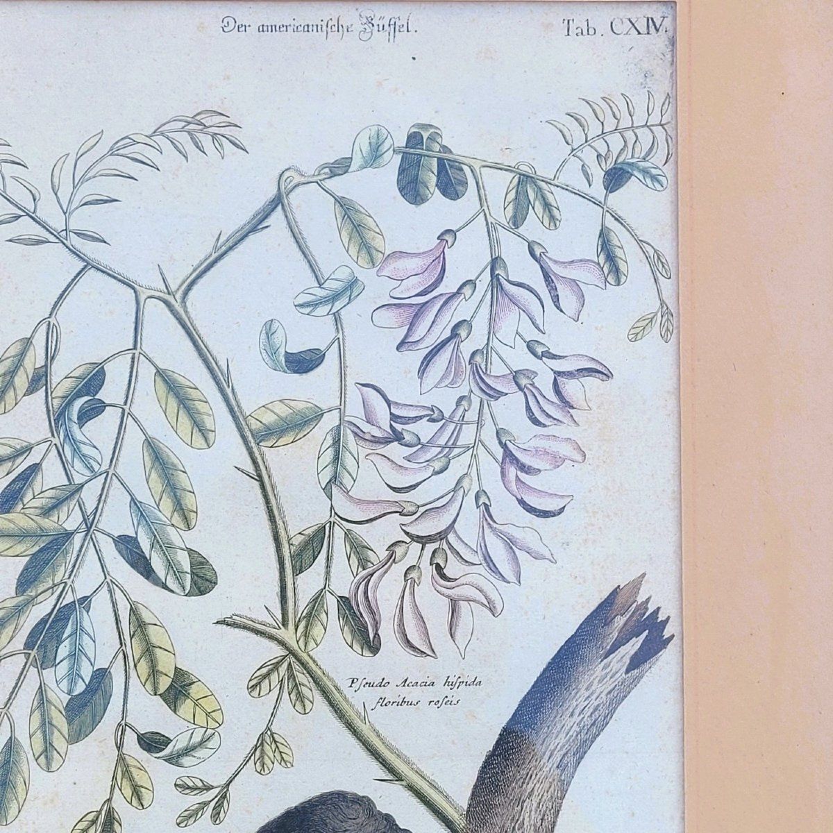 Suite van 6 ingelijste dierengravures, 19e eeuw photo buy