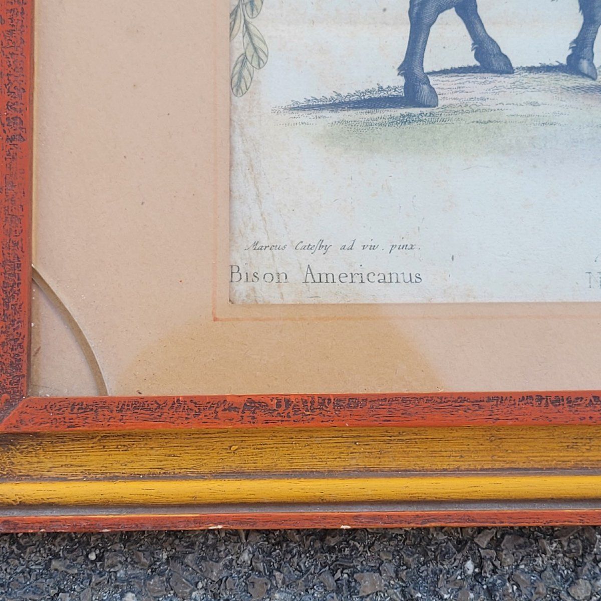 photo furniture Suite van 6 ingelijste dierengravures, 19e eeuw