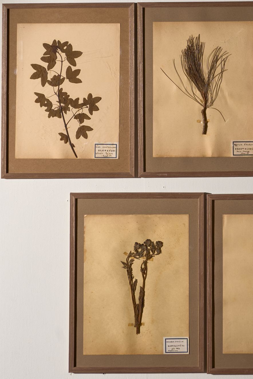 Set Of 5 20th Century Framed Herbarium Pages photo furniture