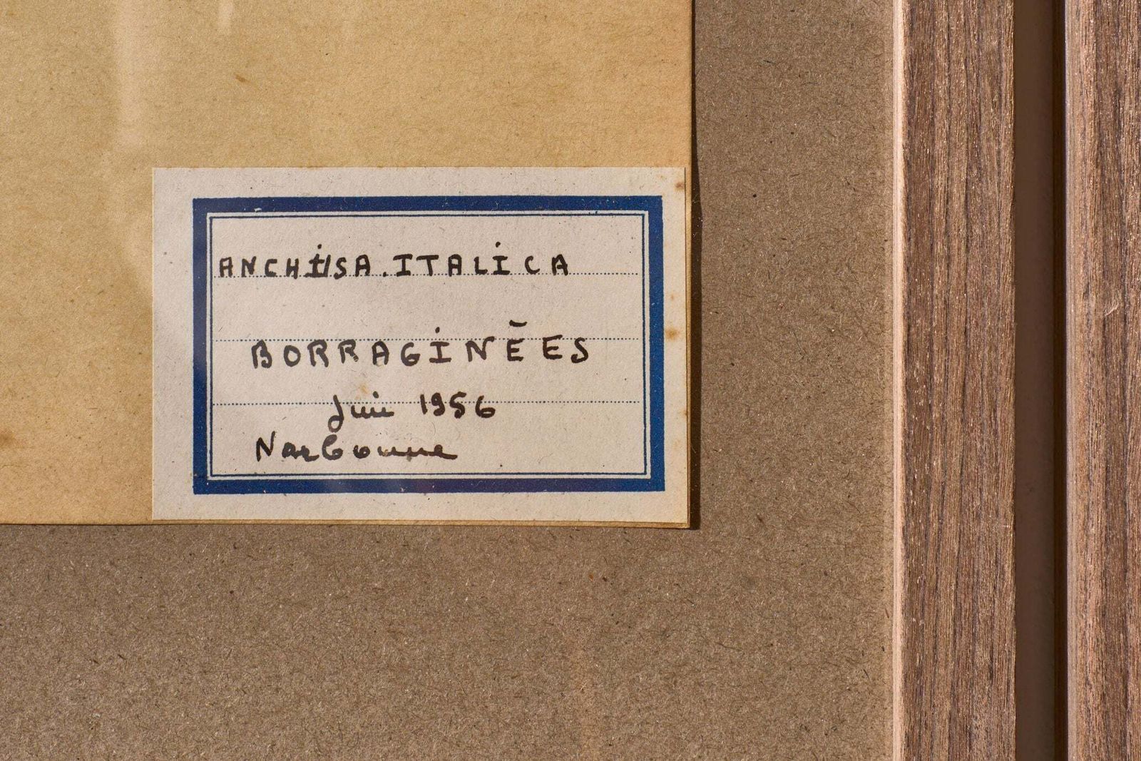 Set Of 5 20th Century Framed Herbarium Pages photo 340.0