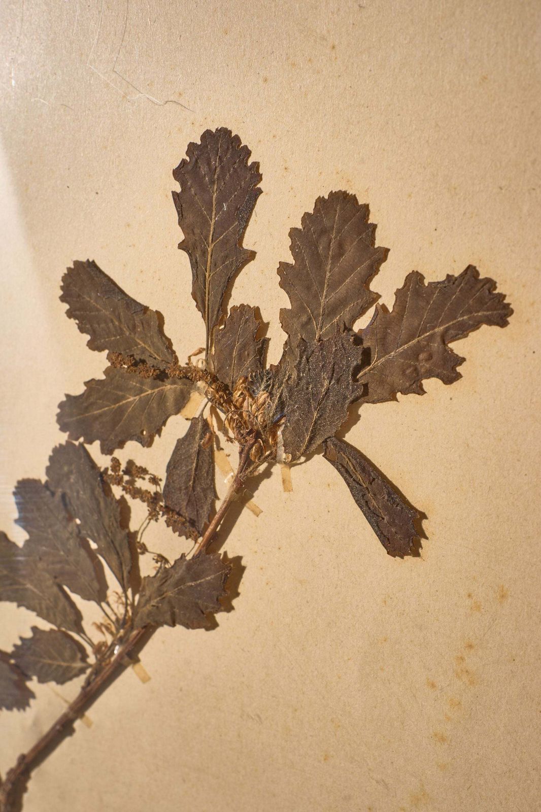Set Of 9 20th Century Framed Herbarium Pages photo vinterior