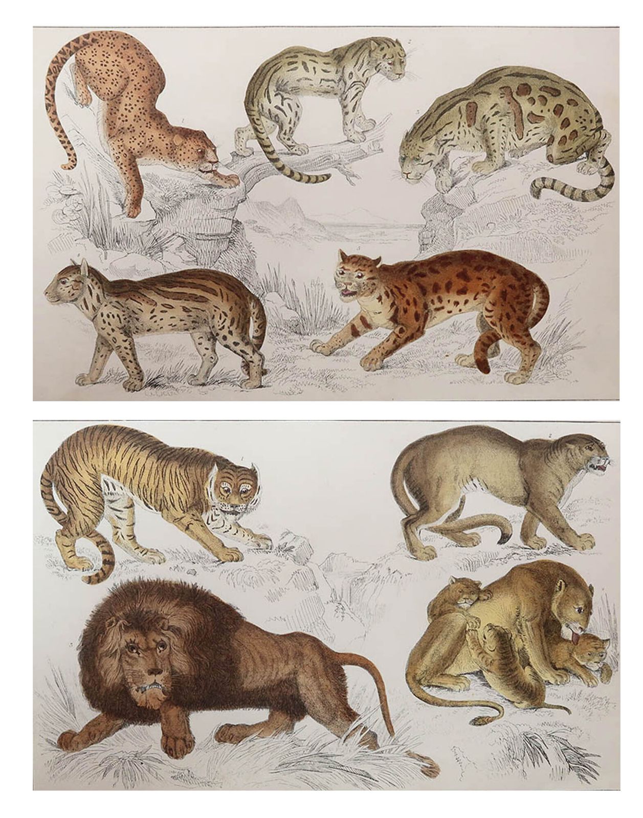 Pair Of Original Antique Prints Of Lions And Tigers  After Cpt.Brown. 1847