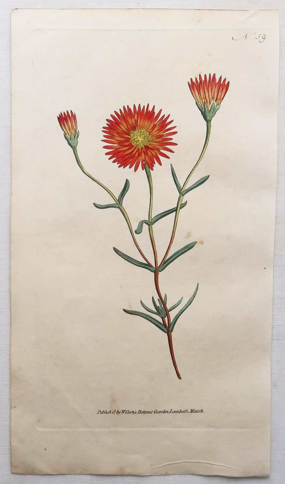 Set Of 12 Original Antique Botanical Prints After Sowerby. English 18th Century photo for sale