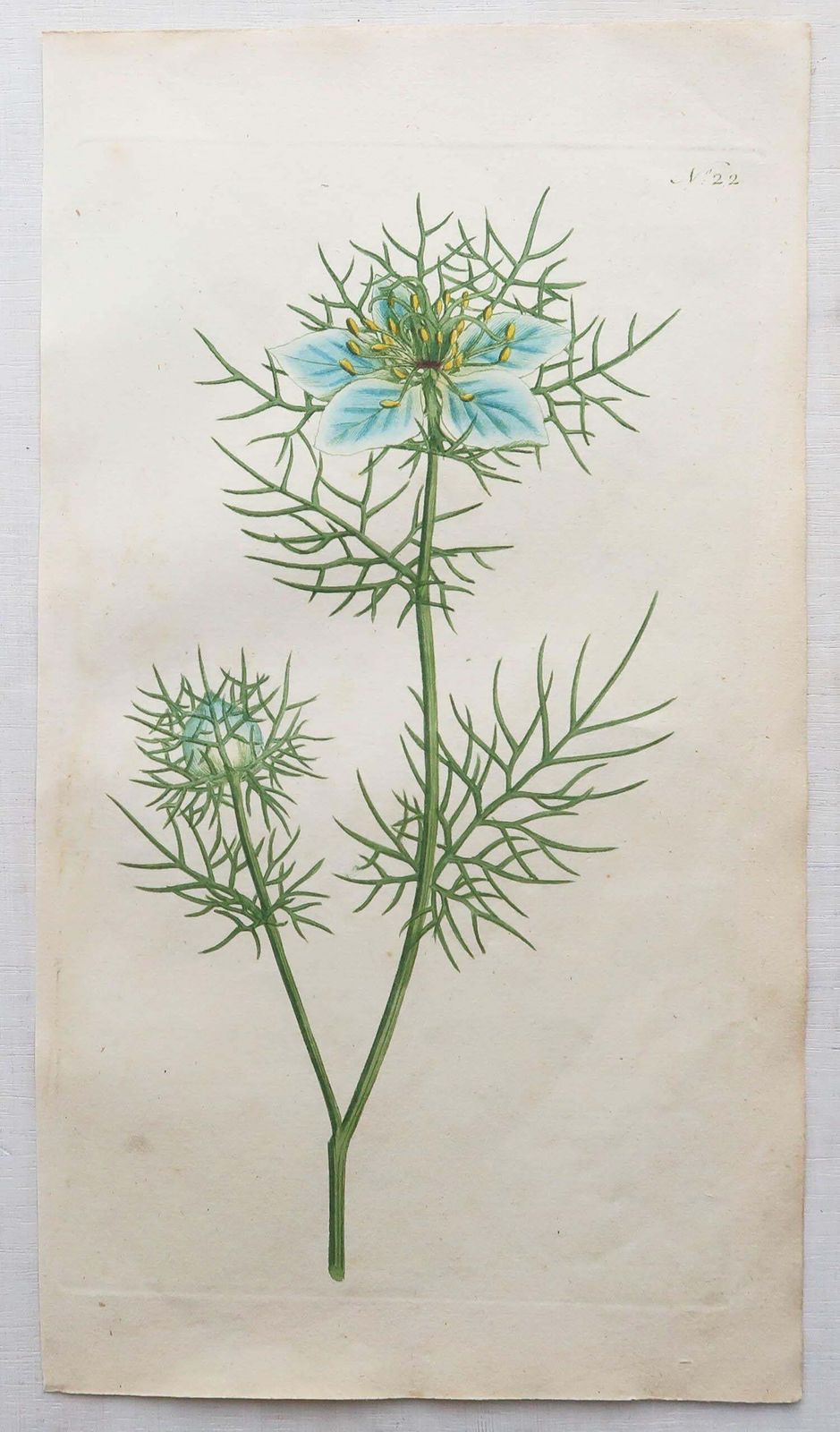 Set Of 12 Original Antique Botanical Prints After Sowerby. English 18th Century photo Art