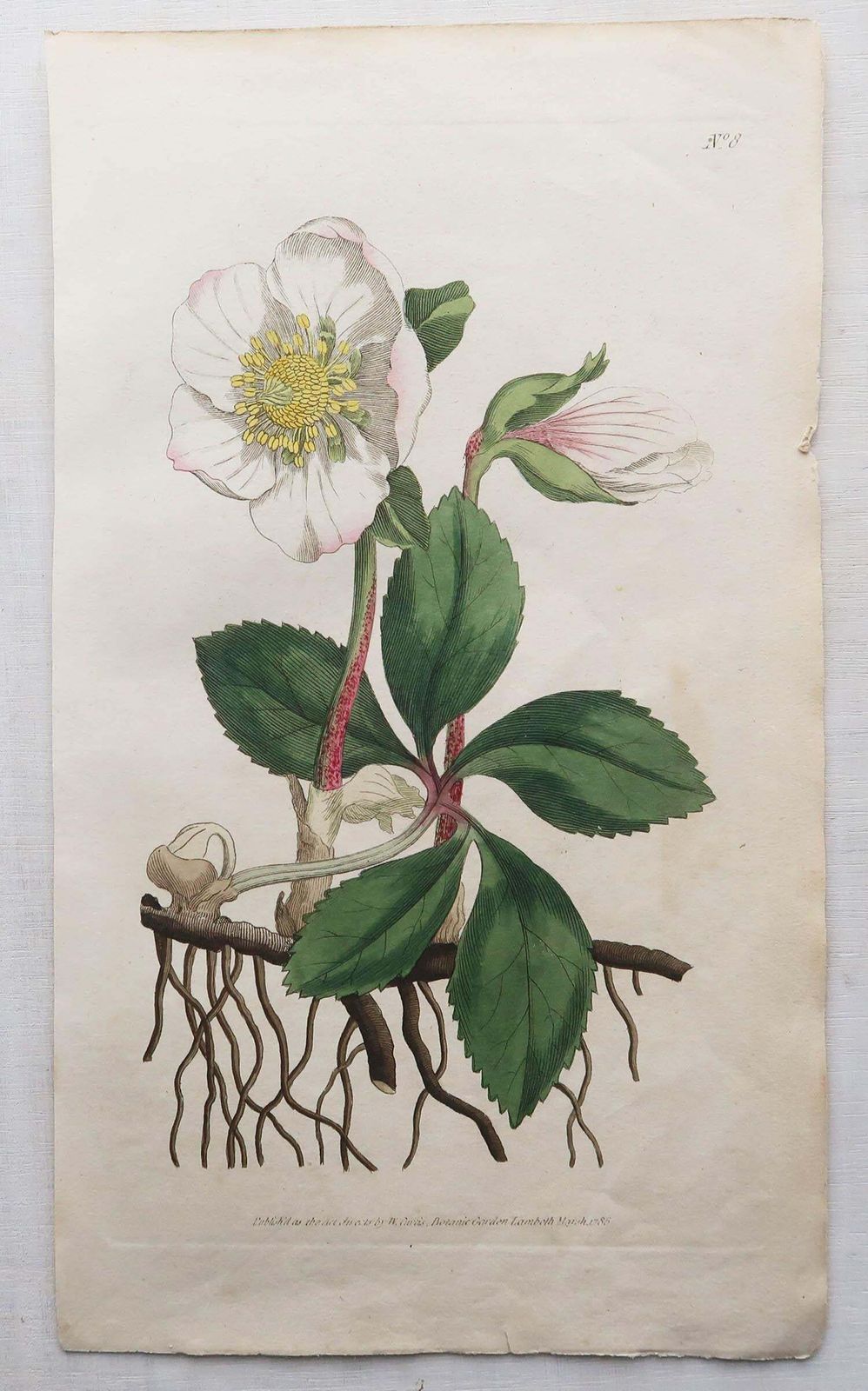 photo vinterior Set Of 12 Original Antique Botanical Prints After Sowerby. English 18th Century