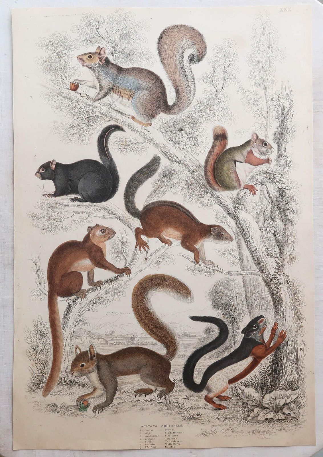 Set van 12 grote antieke dierenprenten naar Cpt. Brown, jaren 1830 photo Kunst