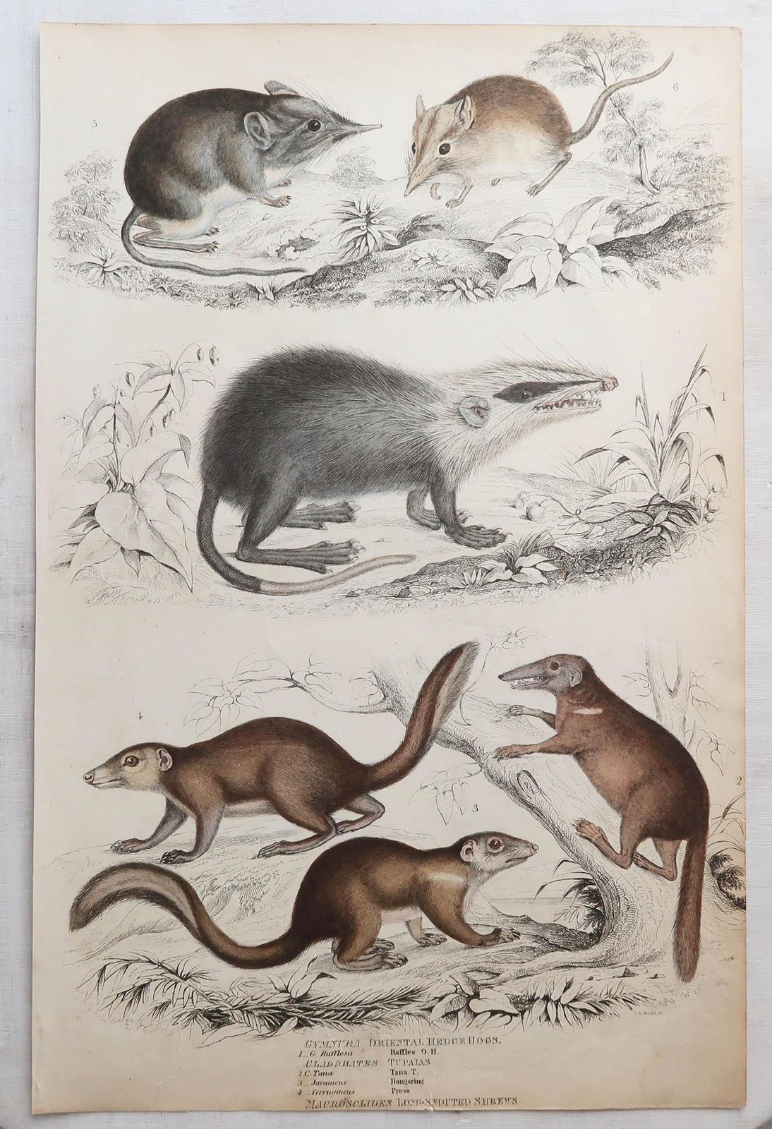 Set van 12 grote antieke dierenprenten naar Cpt. Brown, jaren 1830 photo buy
