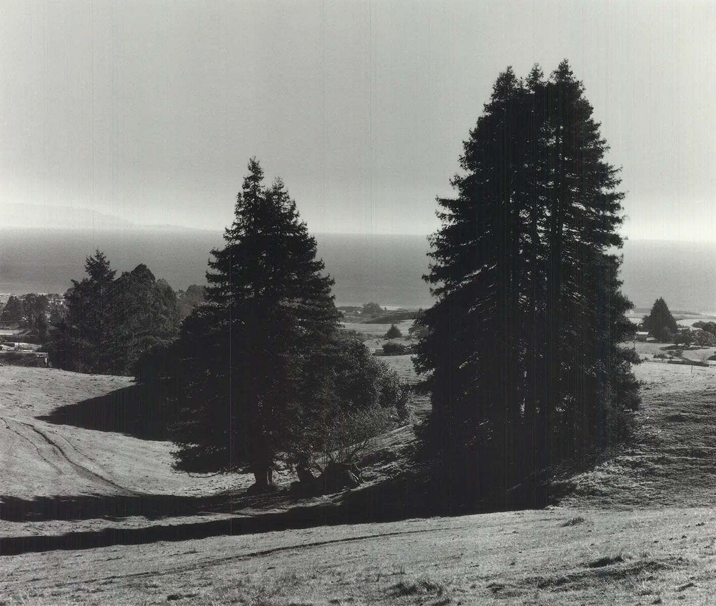 Ansel Adams Pinetrees Seashore 1990 Landscape Photography Art Print photo furniture