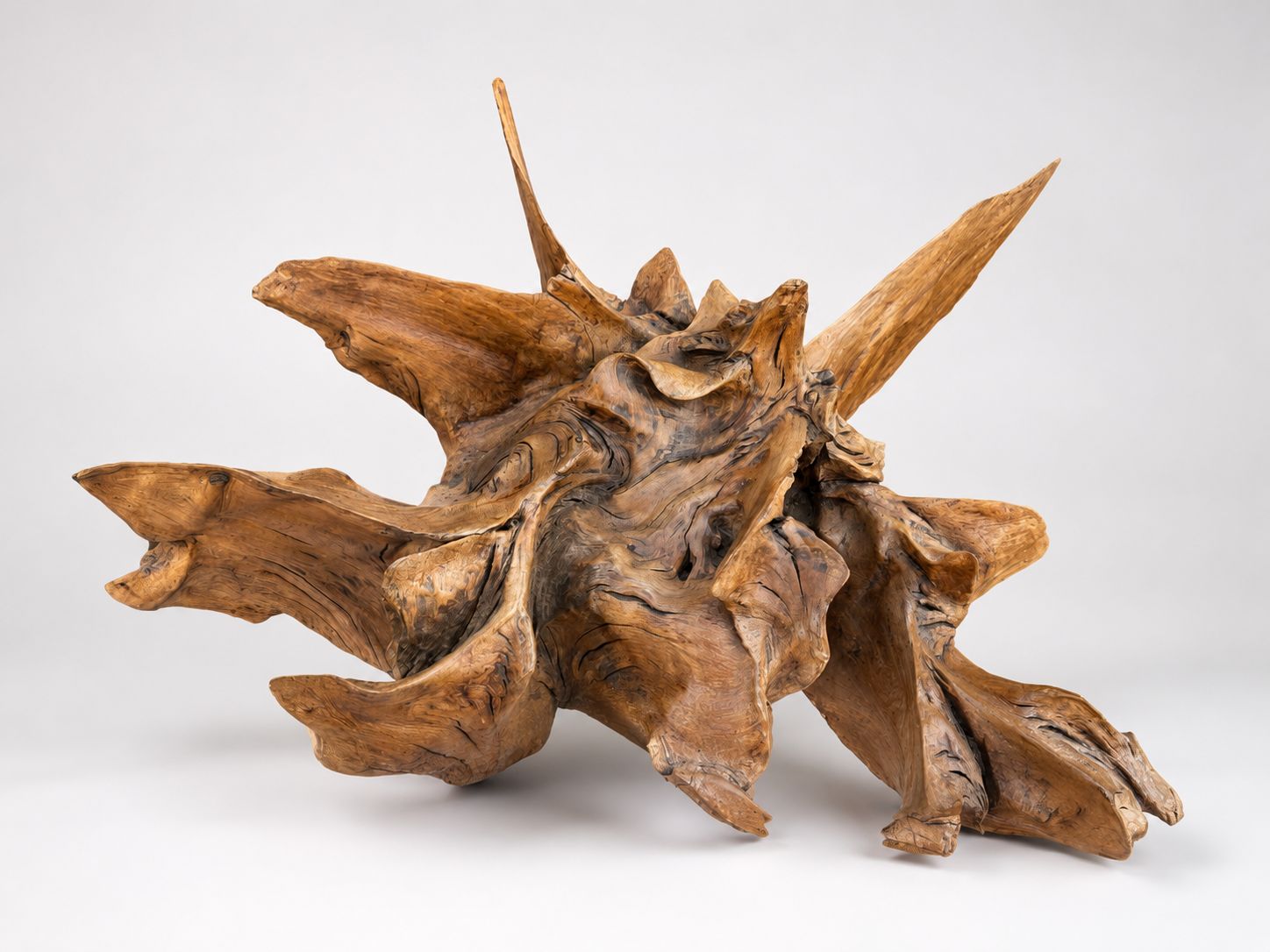 Massive Natural Root Sculpture Abstract Organic Wood Art Centrepiece