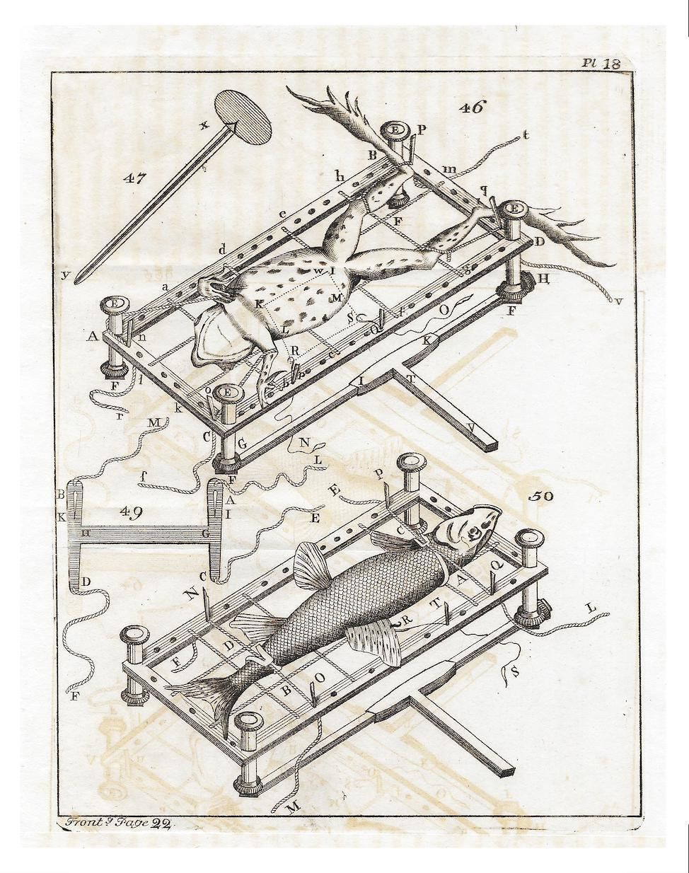 Zeldzame gelimiteerde editie giclée-print uit Micrographia Illustrata 1771, wetenschappelijke natuurhistorische kunst