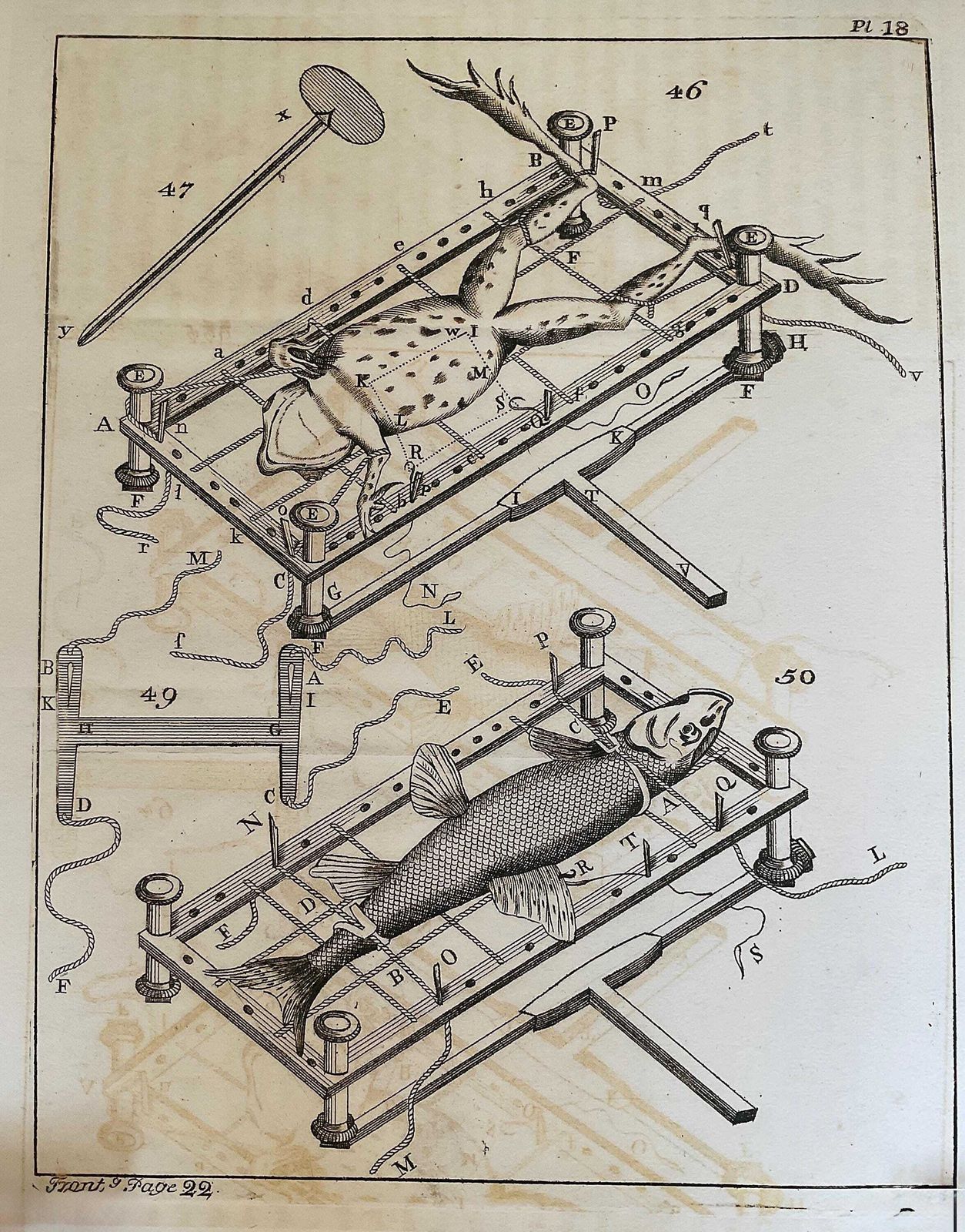 Zeldzame gelimiteerde editie giclée-print uit Micrographia Illustrata 1771, wetenschappelijke natuurhistorische kunst photo furniture
