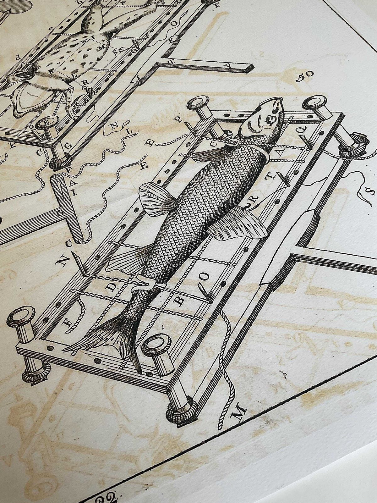 Zeldzame gelimiteerde editie giclée-print uit Micrographia Illustrata 1771, wetenschappelijke natuurhistorische kunst photo for sale