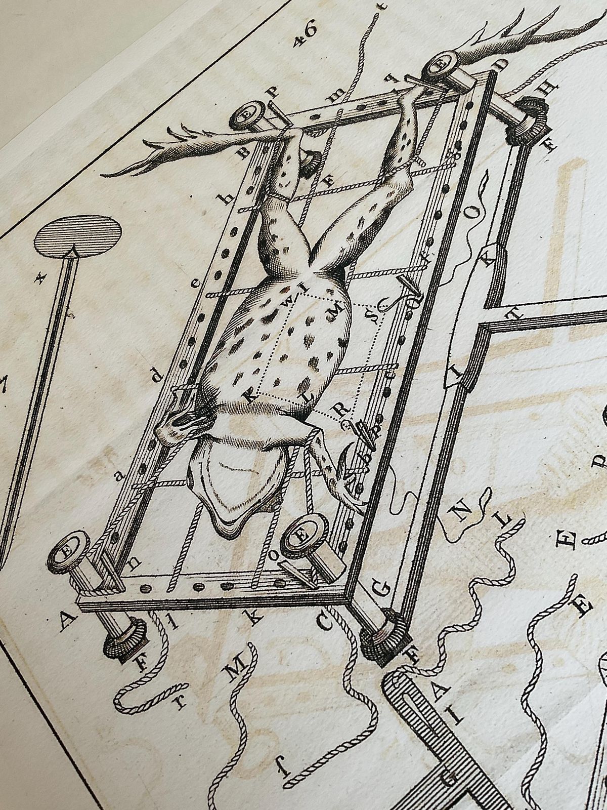 Rare Limited Edition Giclée Print From Micrographia Illustrata 1771 Scientific Natural History Art photo 245.0