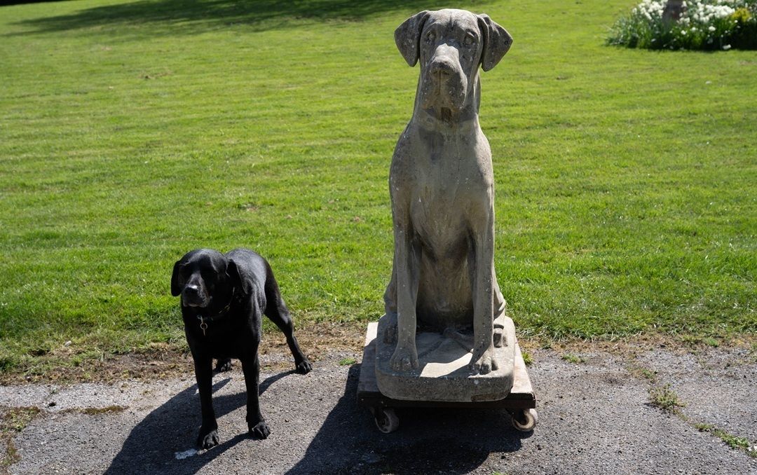 Garden Decor Impressive Cast Stone Garden Great Dane Statue photo