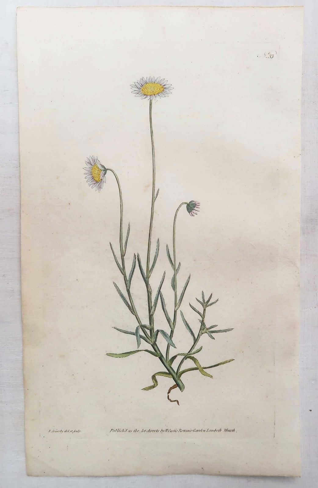 Set van 12 antieke botanische prenten naar Sowerby. Engels, 18e eeuw photo Kunst