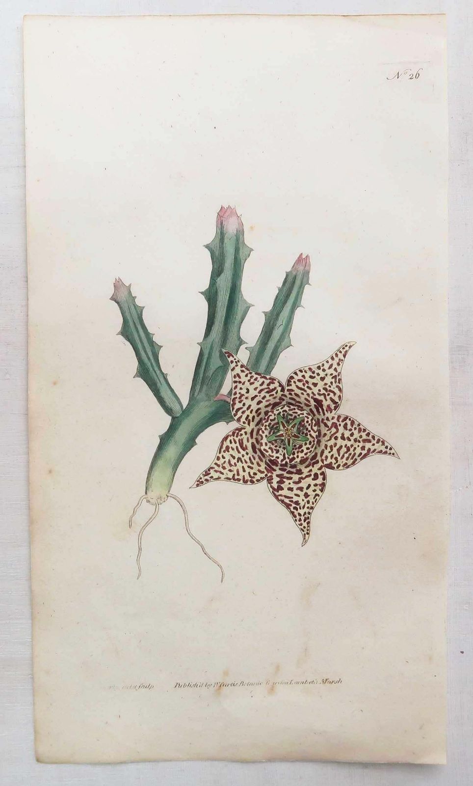 Set van 12 antieke botanische prenten naar Sowerby. Engels, 18e eeuw photo vinterior