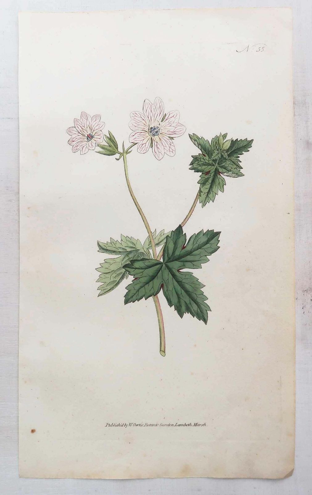 350.0 Set van 12 antieke botanische prenten naar Sowerby. Engels, 18e eeuw photo