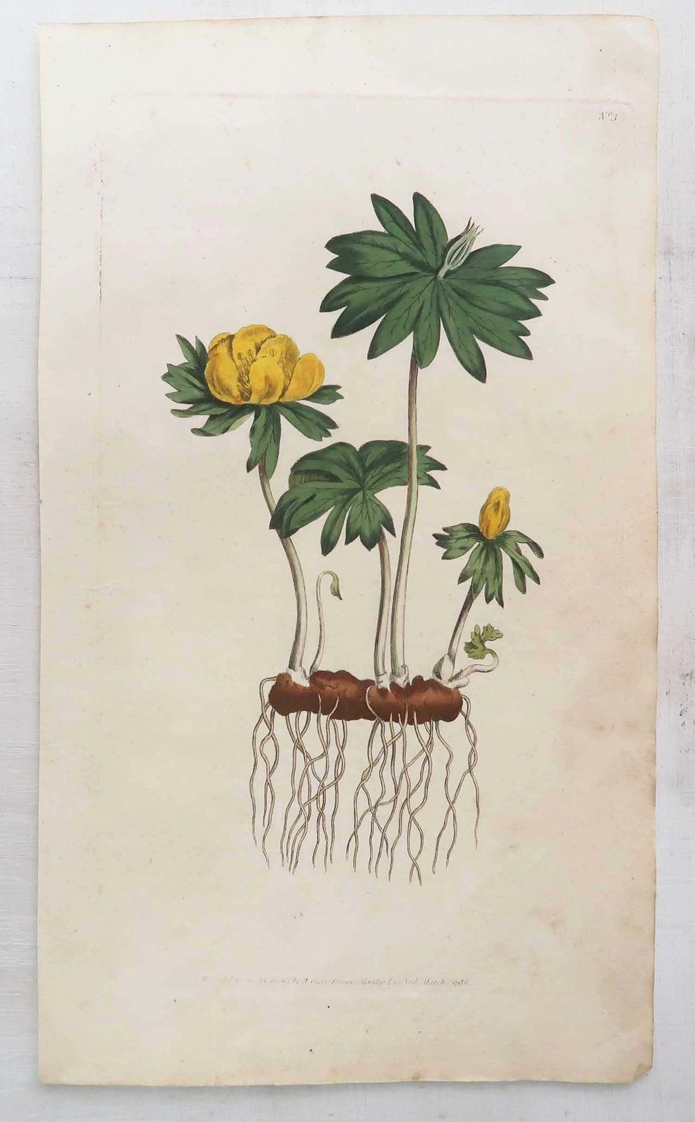 photo vinterior Set van 12 antieke botanische prenten naar Sowerby. Engels, 18e eeuw