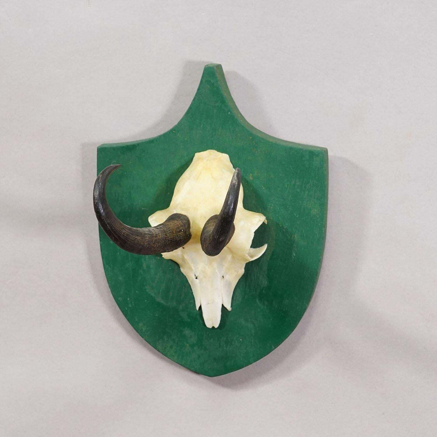 Antique Black Forest Chamois Trophy On Green Plaque   Salem Germany 1900 photo for sale