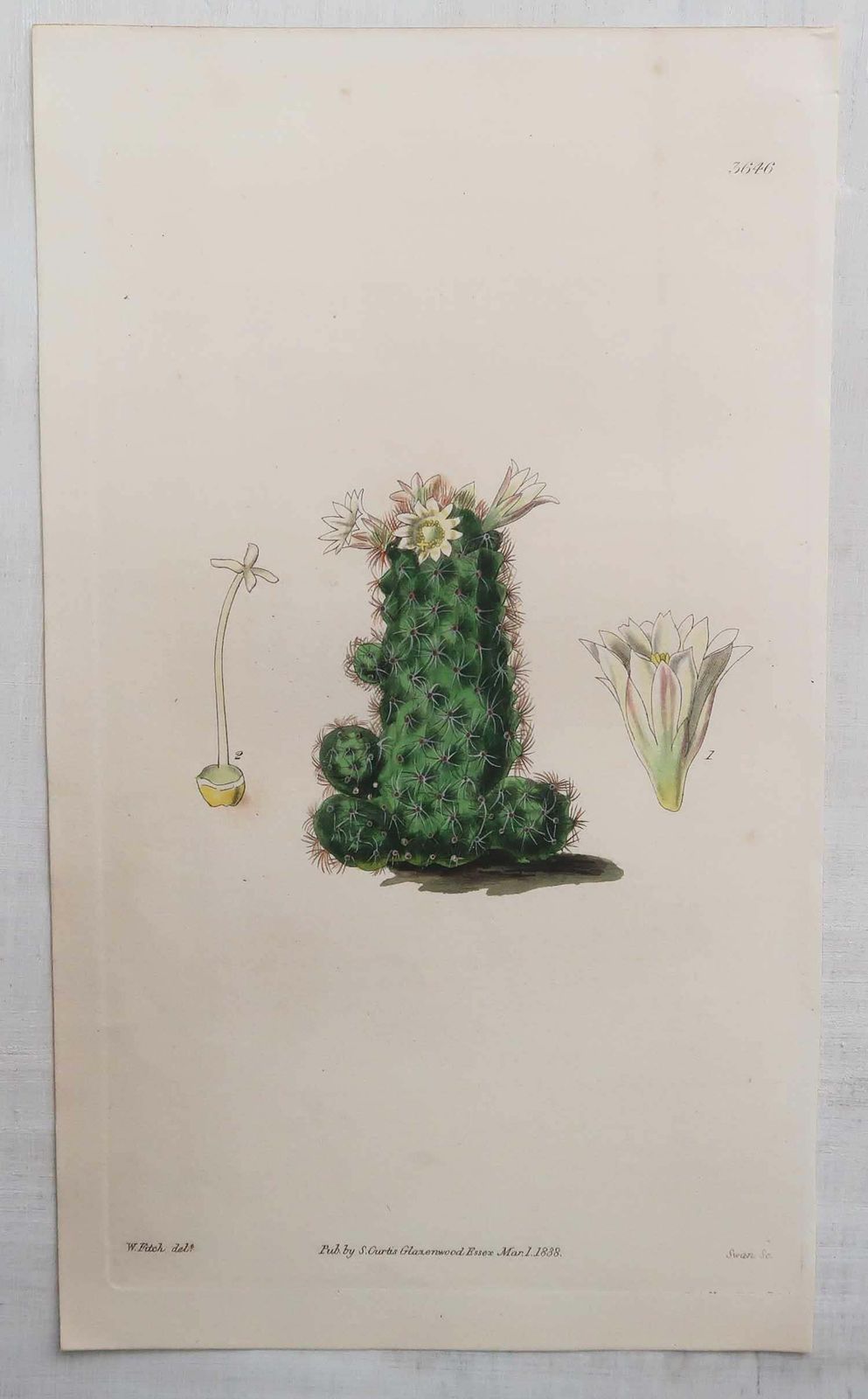 Paar antieke prenten van cactussen. Gedateerd 1838 photo for sale