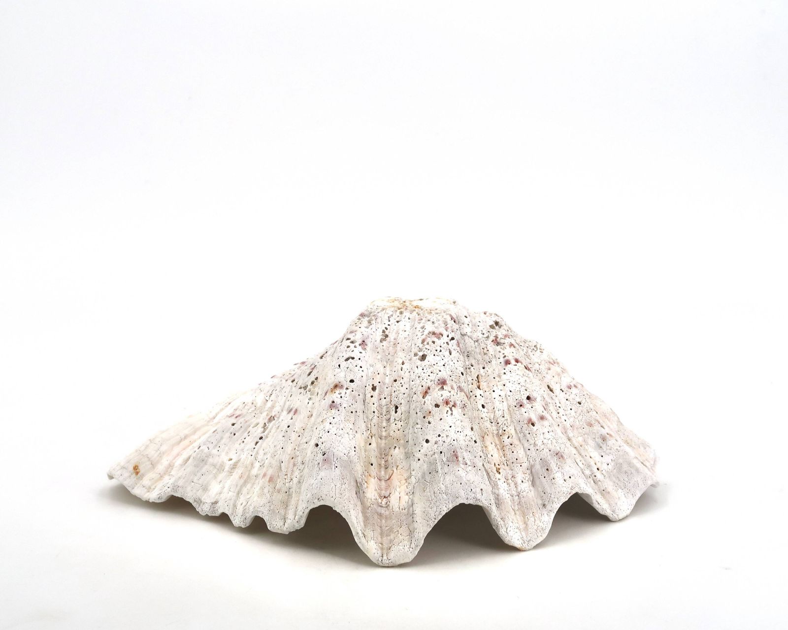 Coupelle en coquillage naturel blanc, années 1970. photo vintage