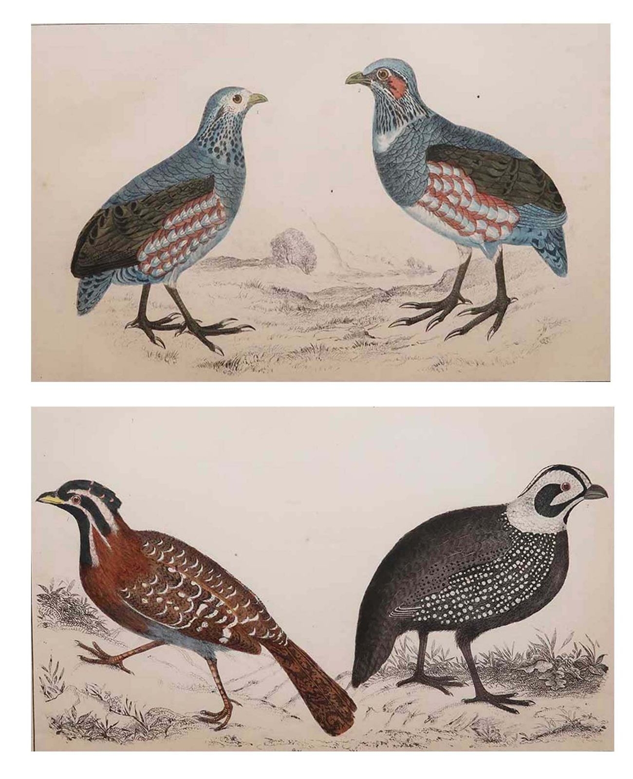 Original Antique Game Bird Prints, Quails And Partridge. 1847 photo furniture