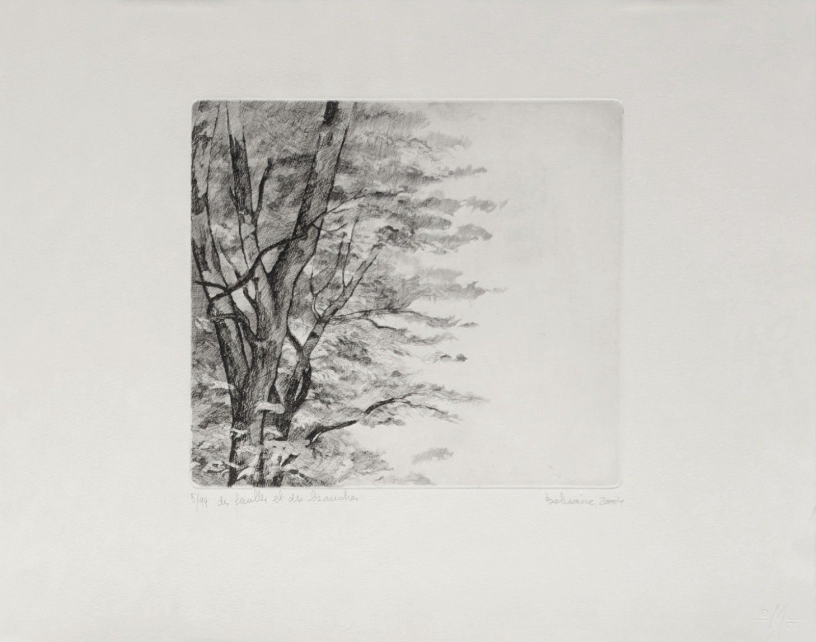 Belisaire Falconer Gesigneerde Gravure Van Bladeren En Takken Natuur 2004