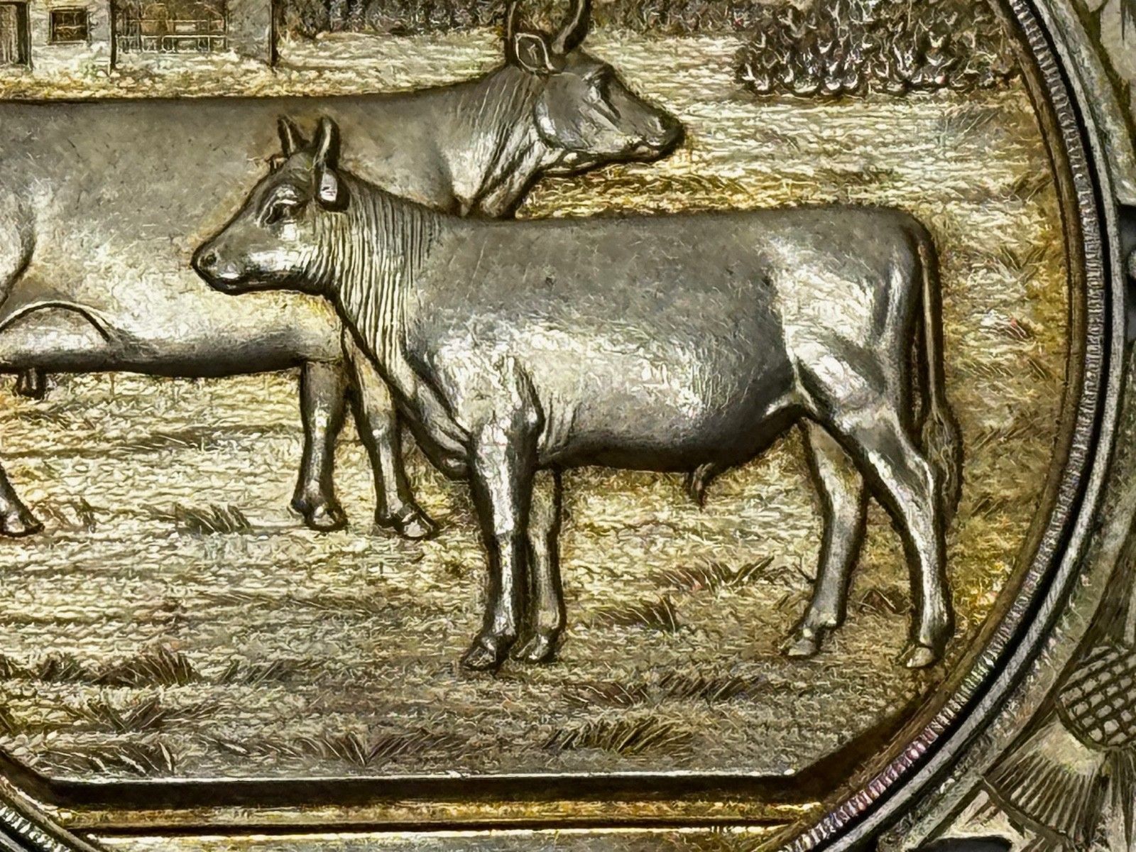 photo vinterior Victoriaanse Schotse zilveren landbouwprijsmedaille Ayrshire koe, kalf en stier