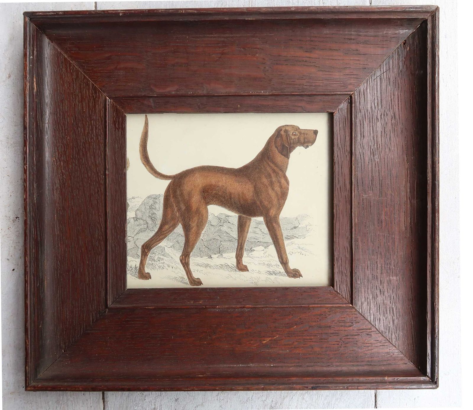 Original Antique Framed Print Of A Bloodhound, 1847 photo furniture