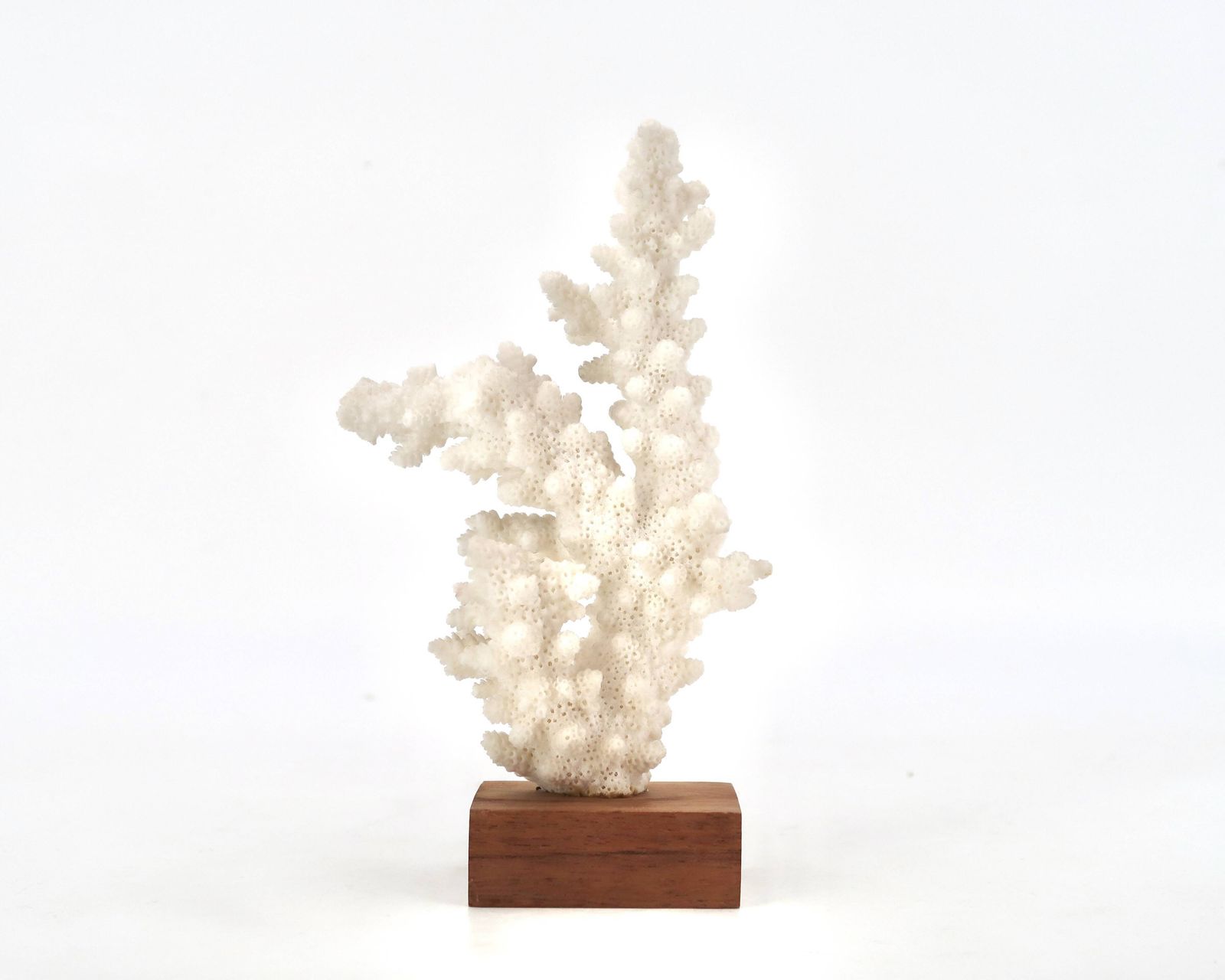 Corail naturel blanc sur socle en bois, années 1970